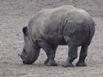 Ein junges Breitmaulnashorn, fotografiert im Burgers' Zoo Arnheim.