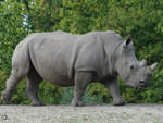 Ein Sdliches Breitmaulnashorn im Zoom Gelsenkirchen (September 2009)