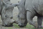 Leichte Unstimmigkeiten bei den Rhino´s im Zoom Gelsenkirchen.