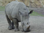 Ein Sdliches Breitmaulnashorn im Zoom Gelsenkirchen.