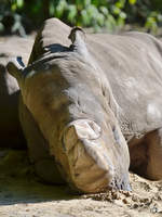 Ein Sdliches Breitmaulnashorn im Zoo Duisburg.