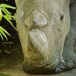 Ein Sdliches Breitmaulnashorn im Zoo Dortmund.