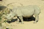 Nashorn im Zoo d'Amneville, 26.9.2017 