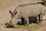 Eine Westafrikanisches Breitmaulnashorn Anfang Juli 2010 im Zoo Schwerin.