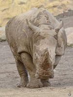 Ein Breitmaulnashorn Ende Februar 2011 im Zoom Gelsenkirchen.