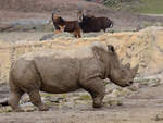 Ein Breitmaulnashorn Ende Februar 2011 im Zoom Gelsenkirchen.