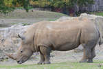 Ein Breitmaulnashorn im Oktober 2013 im Zoom Gelsenkirchen.