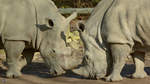 Sdliche Breitmaulnashrner im Zoo Dortmund.