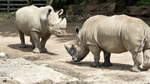 Breitmaulnashorn (Ceratotherium simum).