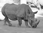 Ein Nashorn Mitte Dezember 2010 im Zoo Madrid.