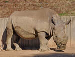 Ein Nashorn Mitte Dezember 2010 im Zoo Madrid.