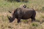 Ein Breitmaulnashorn im August 2018 im Krger Nationalpark