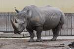 Breitmaulnashorn im Allwetterzoo (MNSTER/Deutschland, 25.08.2020)