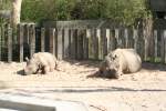 Bei den Panzernashörnern (Rhinoceros unicornis) wärmen sich Mutter- und Jungtier im Sand.