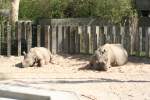 Bei den Panzernashrnern (Rhinoceros unicornis) wrmen sich Mutter- und Jungtier im Sand.