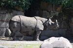 Panzernashorn im Tierpark Berlin (BERLIN/Deutschland, 21.06.2019)