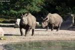 Das Panzernashorn (Rhinoceros unicornis) ist ein in Asien verbreitetes Nashorn mit nur einem Horn.