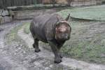 Junges Panzernashorn (Rhinoceros unicornis) am 13.12.2009 im Tierpark Berlin.