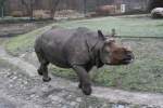 Junges Panzernashorn (Rhinoceros unicornis) bei Spaziergang am 13.12.2009 im Tierpark Berlin.