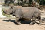 Panzernashorn am 27.05.2009 in Wilhelma/Stuttgart