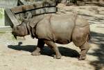 Panzernashorn Jungtier  Samir  geb.: 11.08.2008 am 27.05.2009 in Wilhelma/Stuttgart