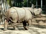 Panzernashorn Jungtier  Samir  geb.: 11.08.2008 am 27.05.2009 in Wilhelma/Stuttgart