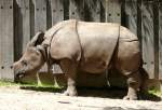 Panzernashorn Jungtier  Samir  geb.: 11.08.2008 am 12.06.2009 in Wilhelma/Stuttgart