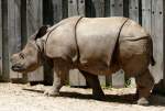 Panzernashorn Jungtier  Samir  geb.: 11.08.2008 am 12.06.2009 in Wilhelma/Stuttgart