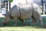 Panzernashorn (Rhinoceros unicornis) am 25.9.2010 im Toronto Zoo.