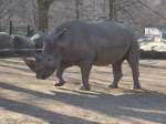 Nashorn im Eifelzoo am 14.08.2011