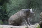 Ostafrikanisches Spitzmaulnashorn vor dem Sandwlzen.