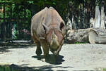Nashorn in seinem Gehege im Klner Zoo  - 14.06.2022