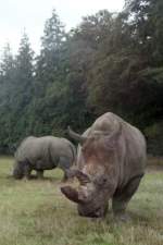Breitmaulnashorn im Knuthenborg-Safaripark auf der d�nischen Insel Lolland (MARIBO, Storstr�ms Amt/D�nemark, September 1983) -- Foto eingescannt