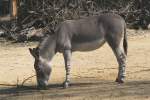 Somali-Wildesel (Equus africanus somalicus) am 19.3.2010 im Zoo Basel.