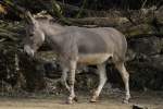 Somali-Wildesel (Equus africanus somalicus) am 19.3.2010 im Zoo Basel.