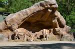 Onager   Tierpark Hagenbeck Hamburg  03.05.2014