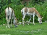 Kulan oder Transkaspischer Halbesel (Equus hemionus kulan) im Zoo und Botanischen Garten Pilsen (Plzen, Juni 2015).