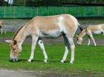 Kulan-Esel im Serengetipark, 9.9.15 