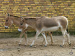 Persische Halbesel