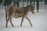 Ein Kulan oder auch Turkmenischer Halbesel (Equus hemionus kulan) stapft durch den Schnee.