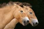 Przewalski-Pferde - Zoo Berlin 2010