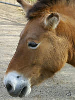 Ein Przewalski Urwildpferd