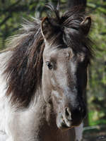 Ein Tarpan im Portrait.