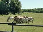 Przewalski-Pferde grasen im Auswilderungsprojekt auf der Hohen Warte bei Fernwald Annerod.