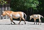 Przewalskipferd mit Fohlen im Klner Zoo - 14.06.2022