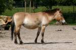 Urwildpferd (Przewalski-Pferd) am 27.05.2009 in Stuttgart/Wilhelma