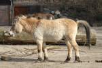 Przewalski-Pferd (Equus ferus przewalskii) am 11.3.2010 im Zoo Berlin.