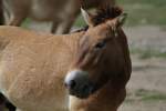 Przewalski-Pferd (Equus ferus przewalskii) am 13.9.2010 im Zoo Toronto.