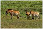 Przewalski Pferde - Oder auch Asiatisches oder Mongolisches Wildpferd, im Wildpark Schorfheide.