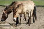 Przewalski-Pferde (Equus ferus przewalskii) im Tierpark Berlin.